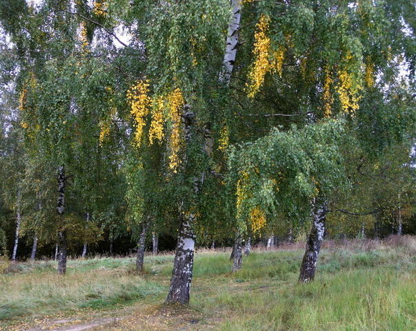Осенние задарки