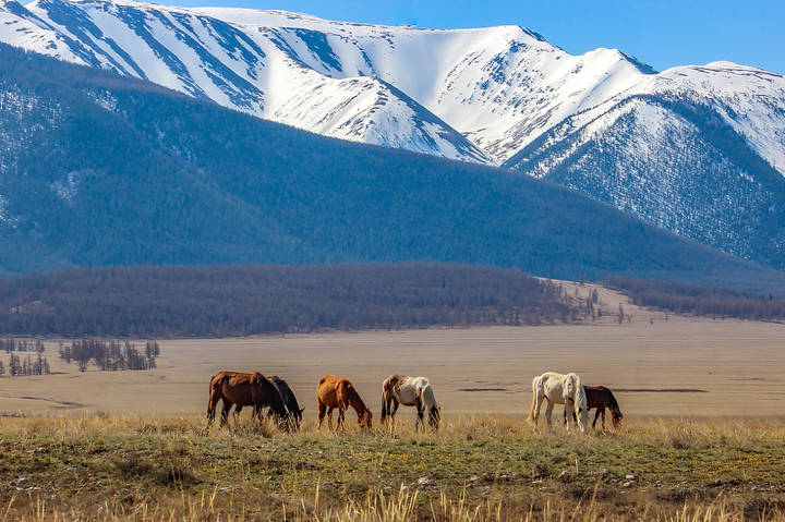 Весенний пейзаж с лошадками