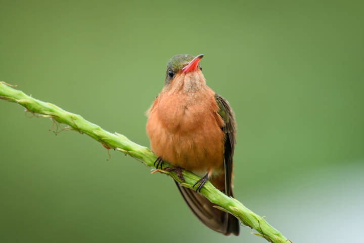 Cinnamon hummingbird