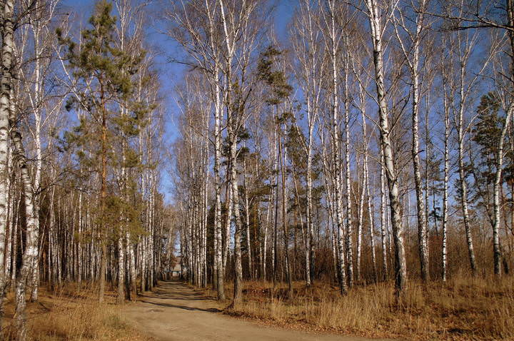 Зарисовки осени .