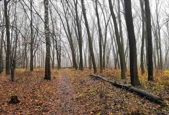 В осеннем парке