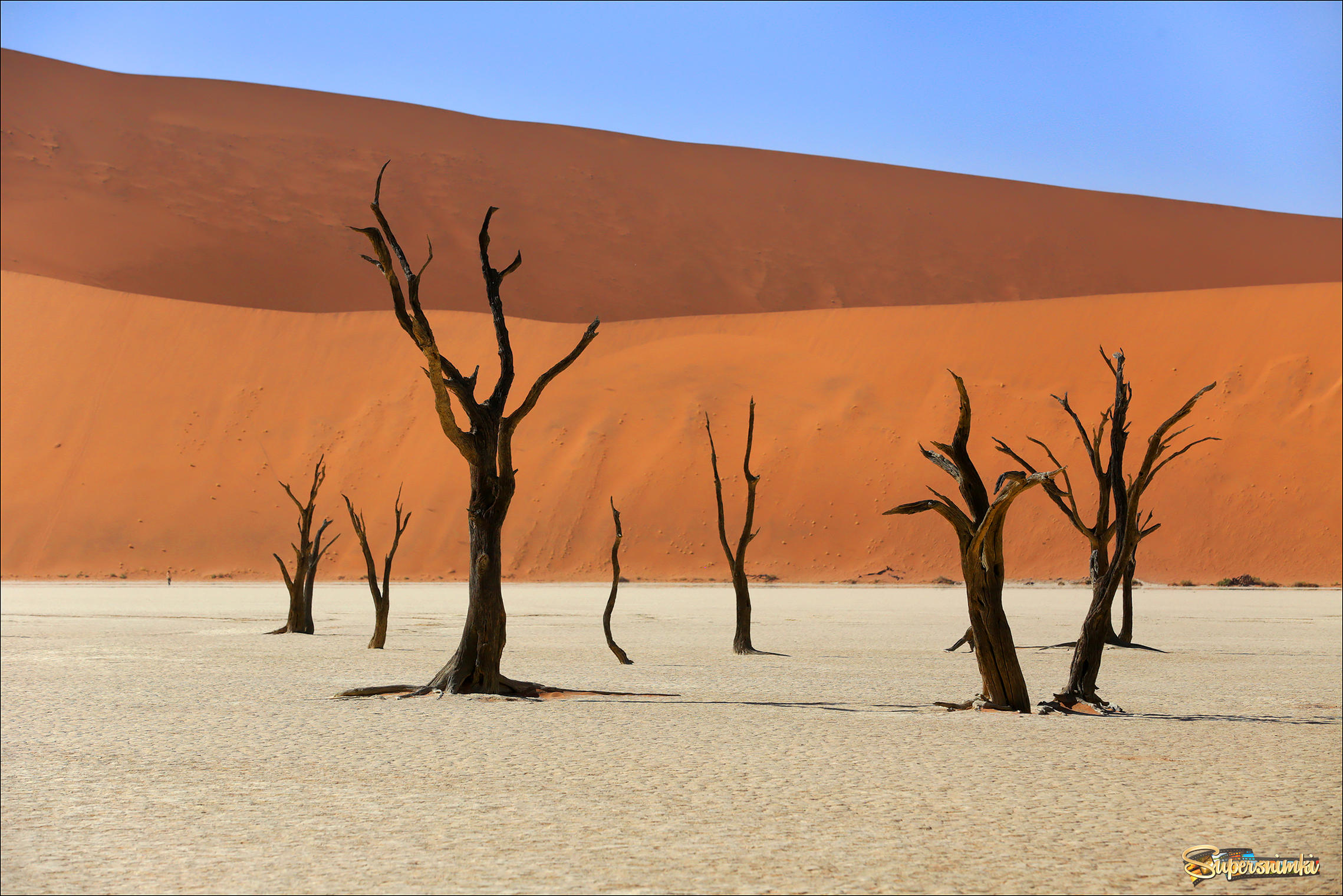 Танцующие деревья пустыни Намиб
