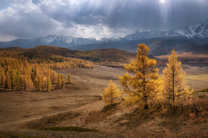 Костры осенних лиственниц