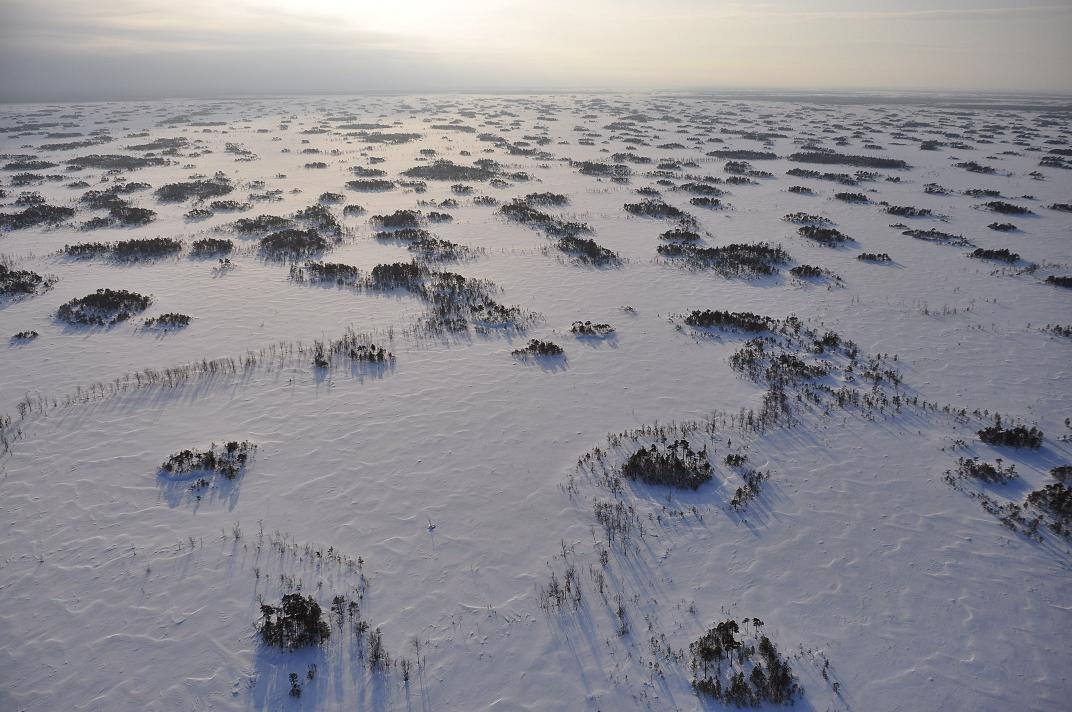 Самое большое болото новосибирской области. Васюганские болота. Васюганское болото зимой. Васюганское болото Томской области.