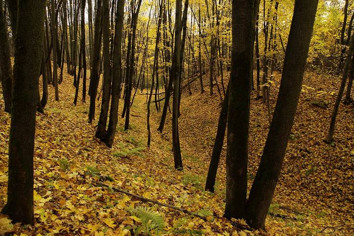 Овражек осенний