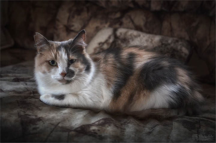 Кошка с оборванным ухом