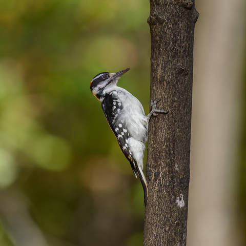 Hairy Woodpecker (male)