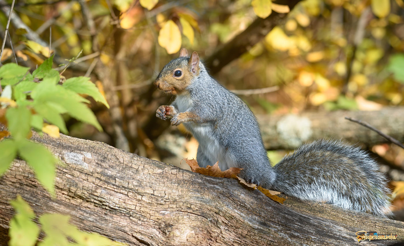 Autumn squirrels ~ Осенние белки