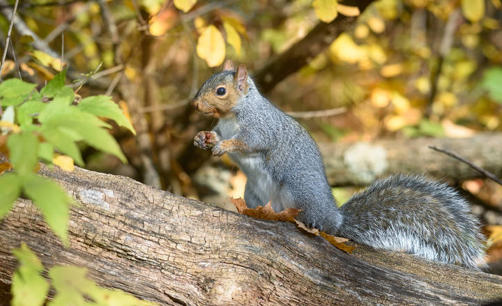 Autumn squirrels ~ Осенние белки