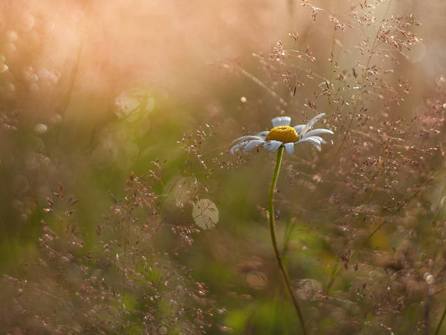 Купаться в море света...