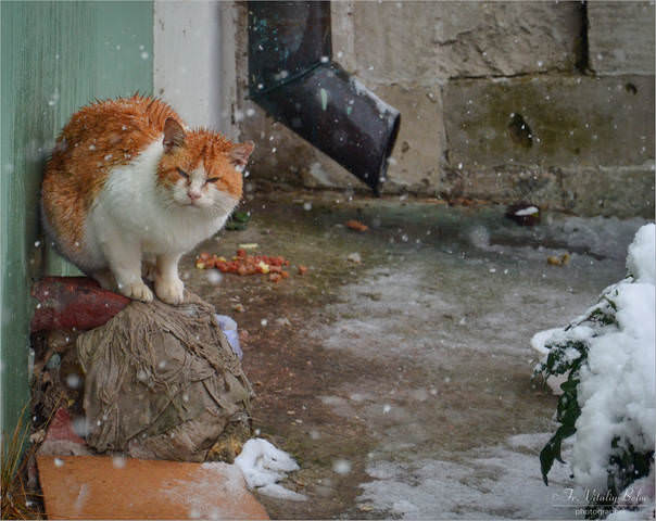 Рыжий сирота