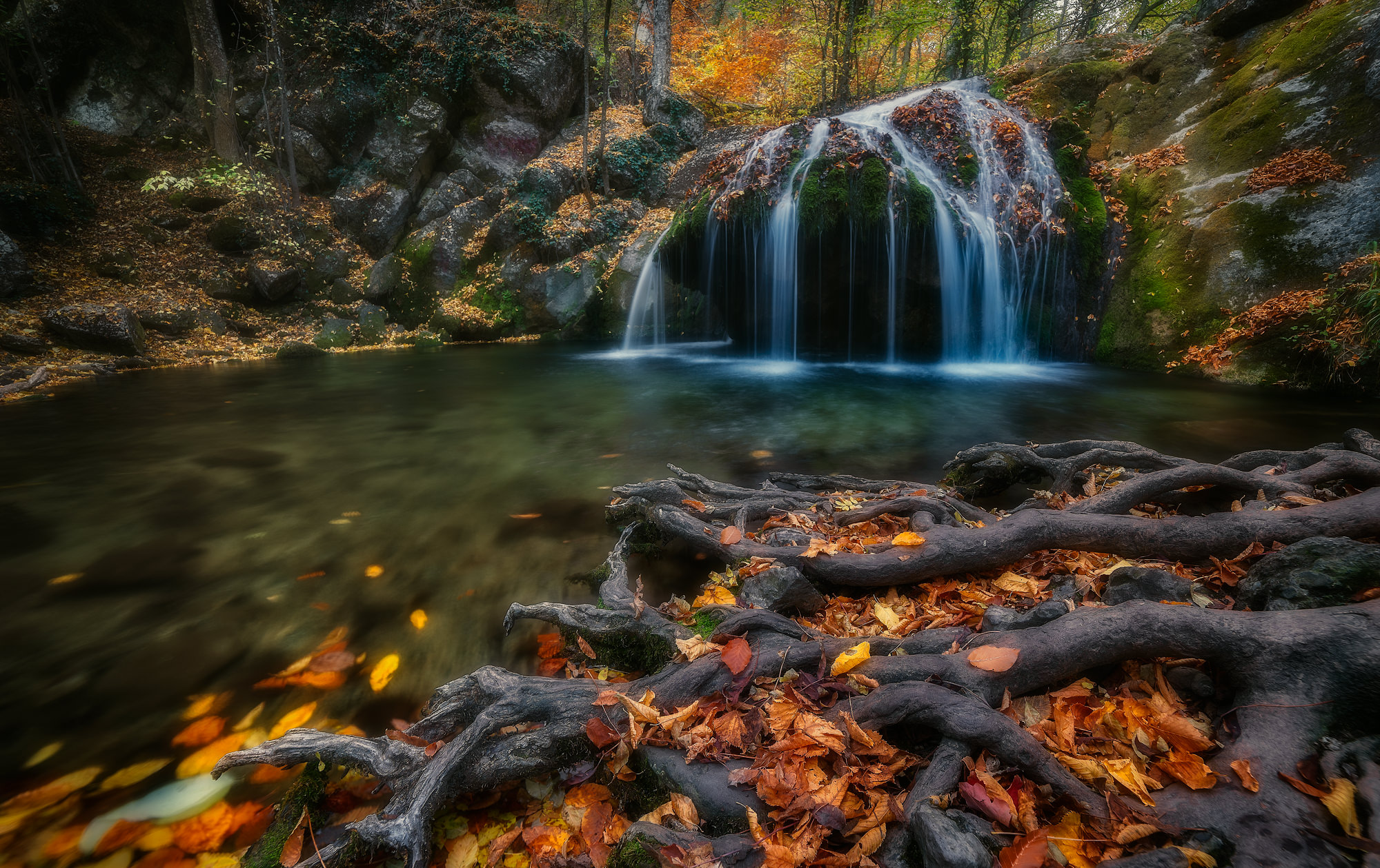 Осенние листья меж корней у водопада