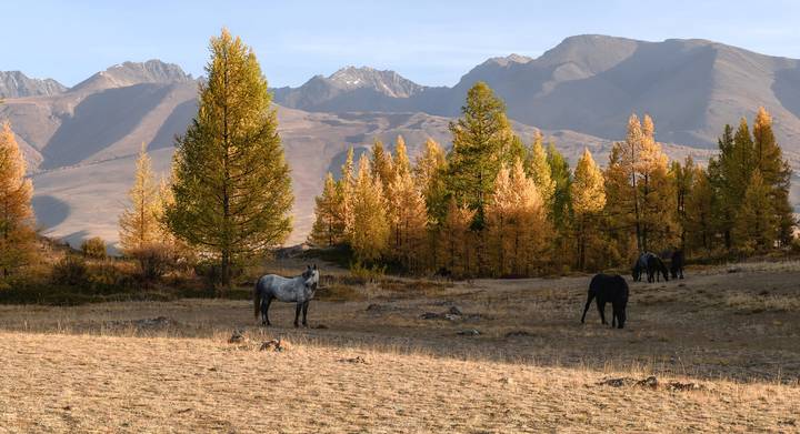 Курайская степь.