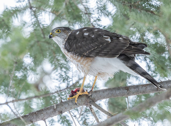 Sharp-shinned Hawk