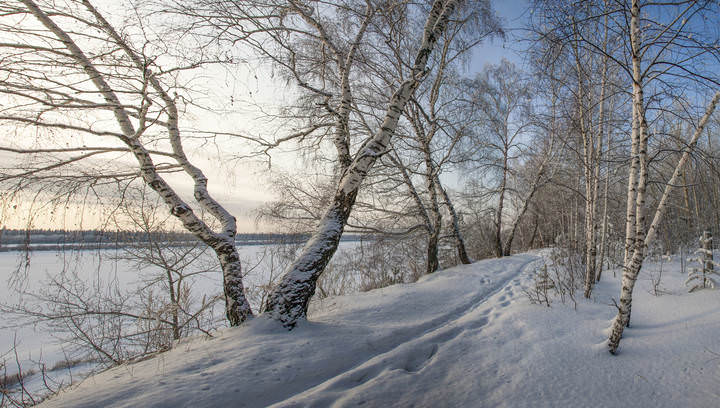 Зима. Мороз. Река. Березы.