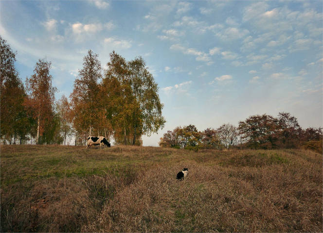 Охраняя свою Бурёнку