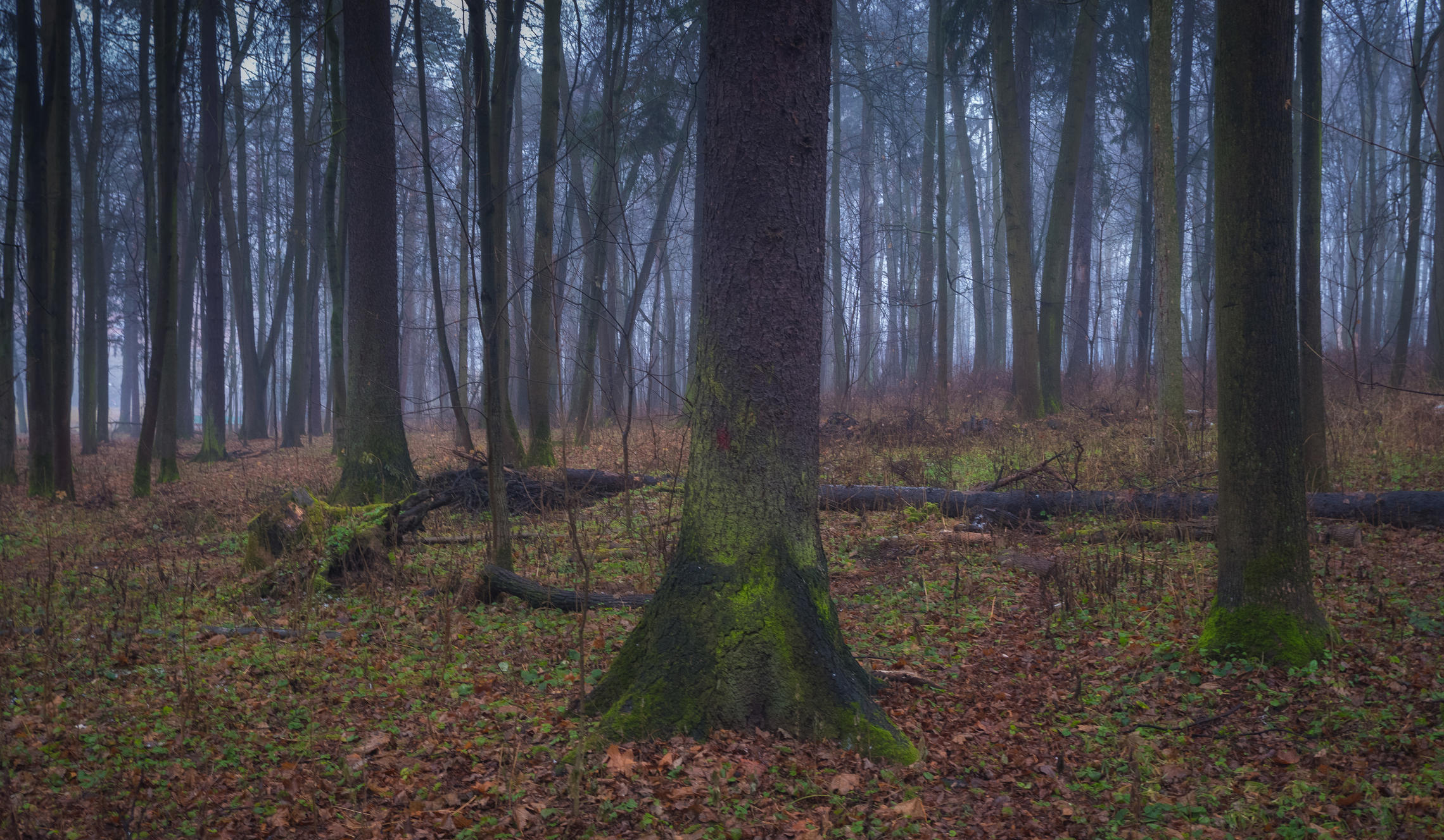 Декабрь в лесу (Тест Fujifilm X-A5 Kit без штатива)