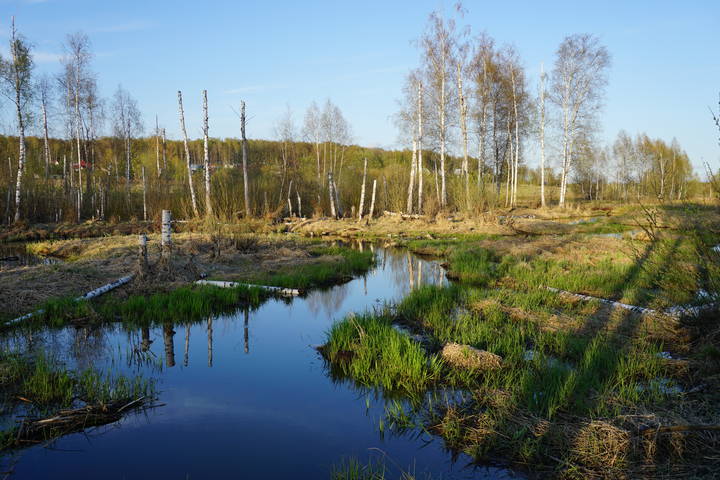 Весна на болотах