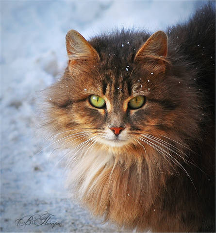 Зимний кот
