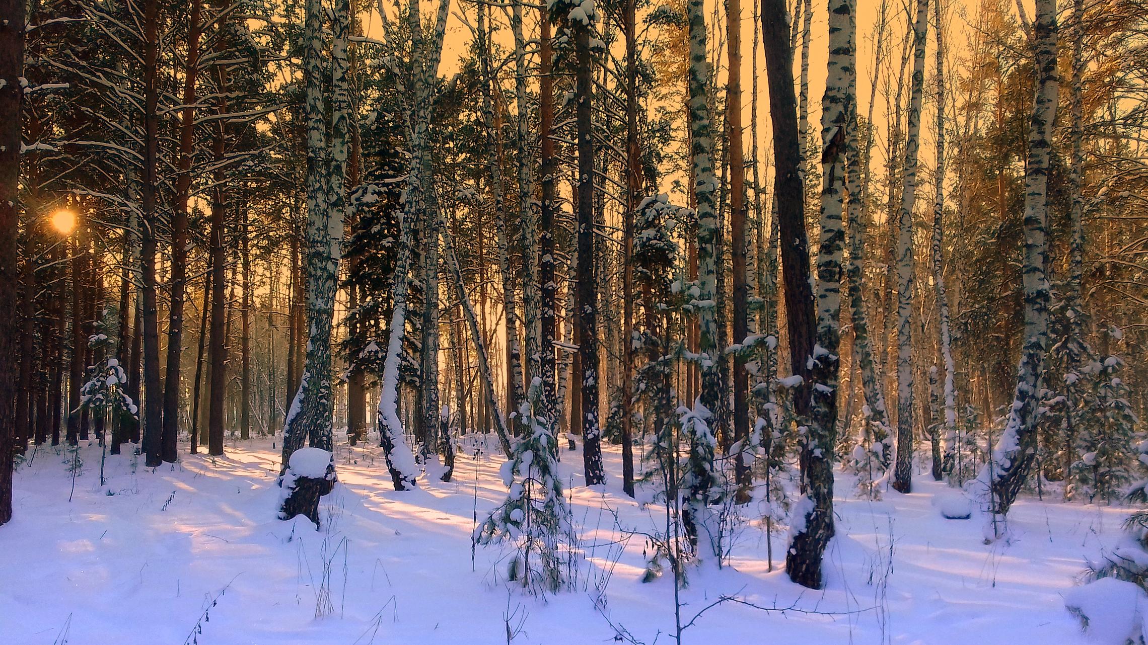 Солнечное зимнее утро в лесу.