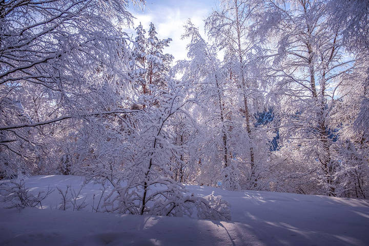 В лесу