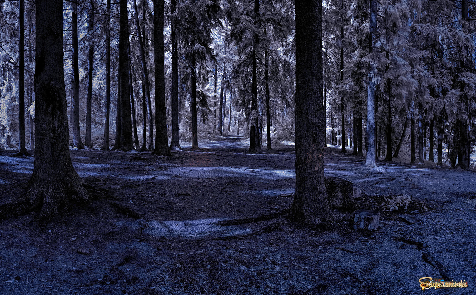 В темно-синем лесу.