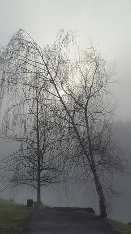 Утро туманное