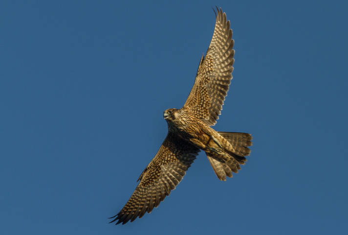 Merlin