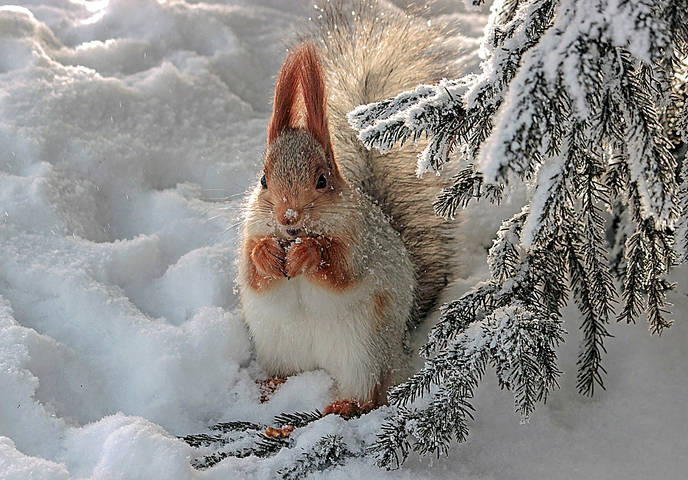 Алтайка
