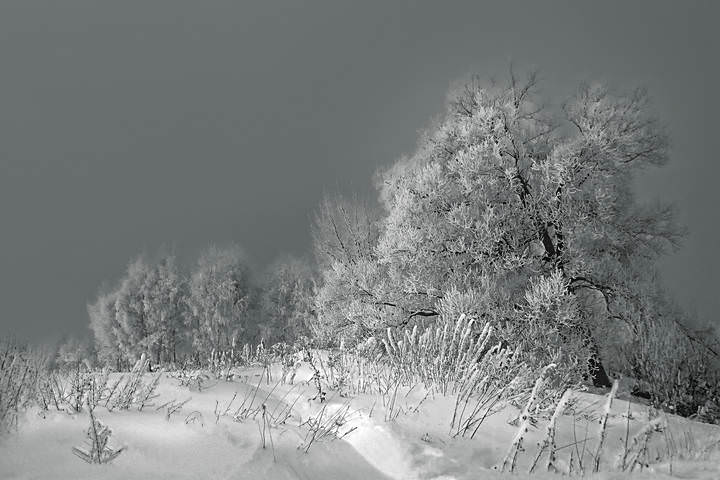Морозный день близ Пехорки...