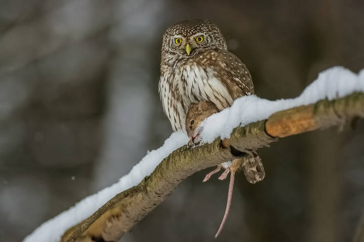 Охотник на привале.