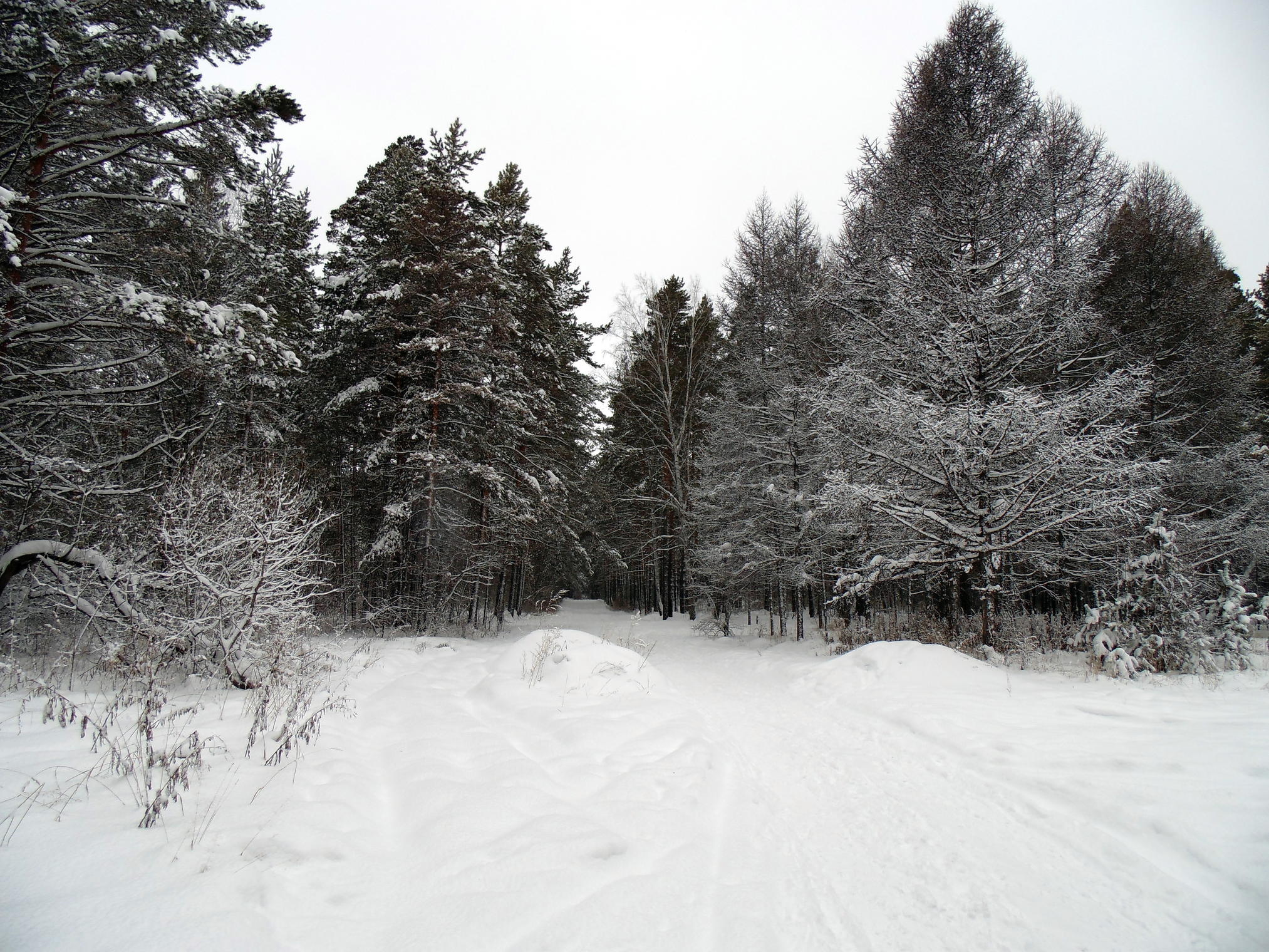 Зимние зарисовки леса.