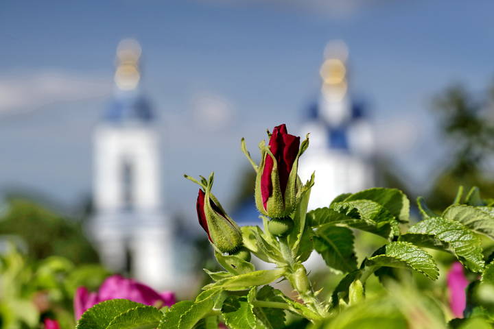  Розы. Дунилово.