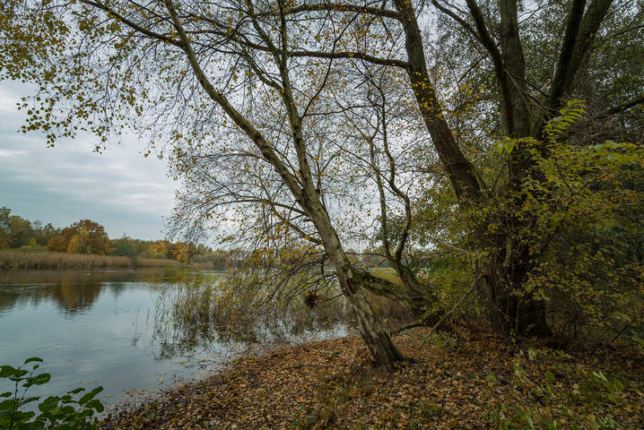 Голландская осень