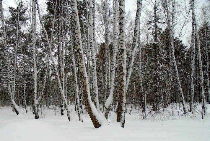 Русские берёзы .
