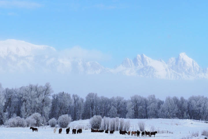Пейзаж с горами и табуном