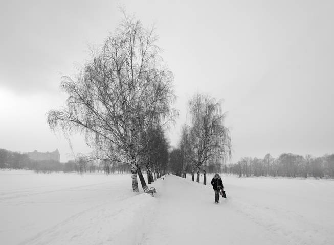 Березовая аллея