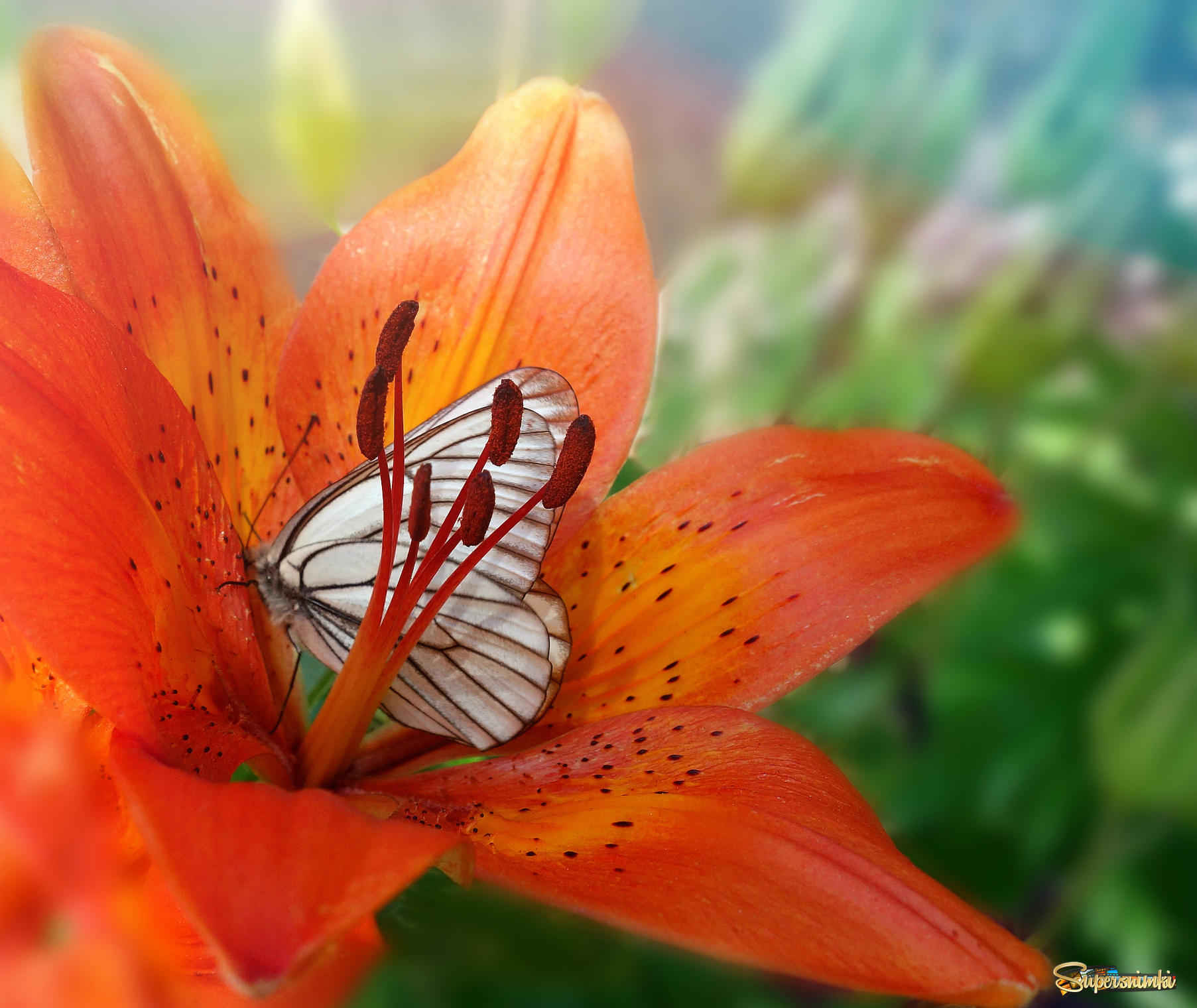 бабочка и лилия