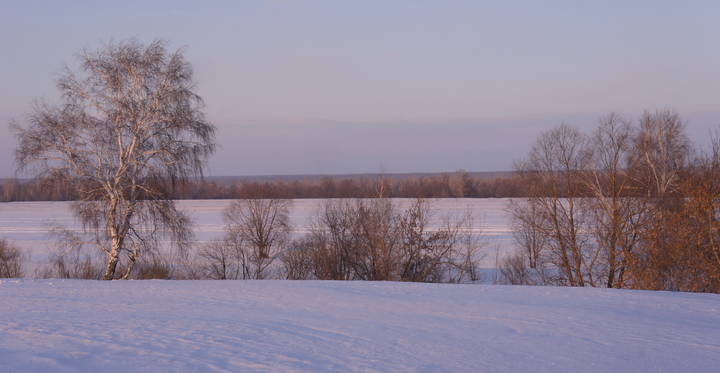 Одинокая береза в предзакатном.