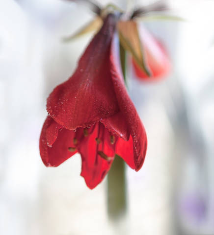 Амариллис (гипеаструм).Amaryllis 