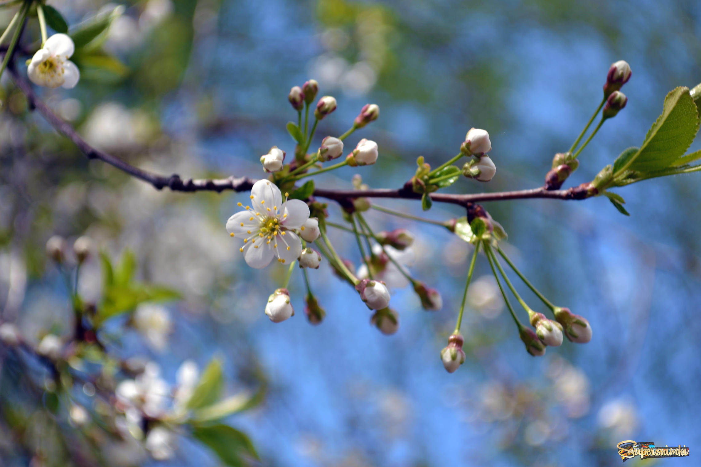 Фото Весна природа апрель