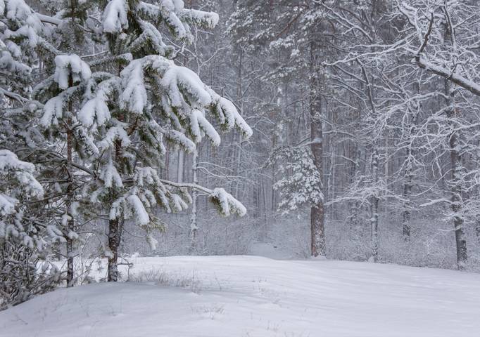 ...А за городом - зима, зима, зима