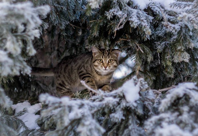 котёнок