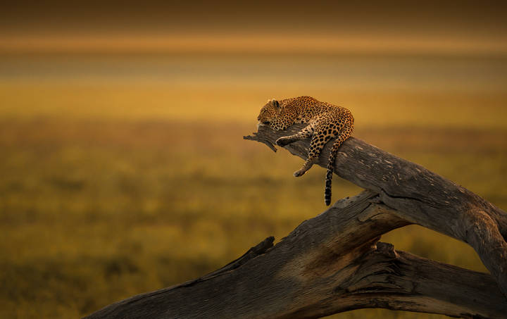 Королева саванны.