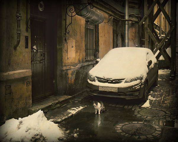Про кошку