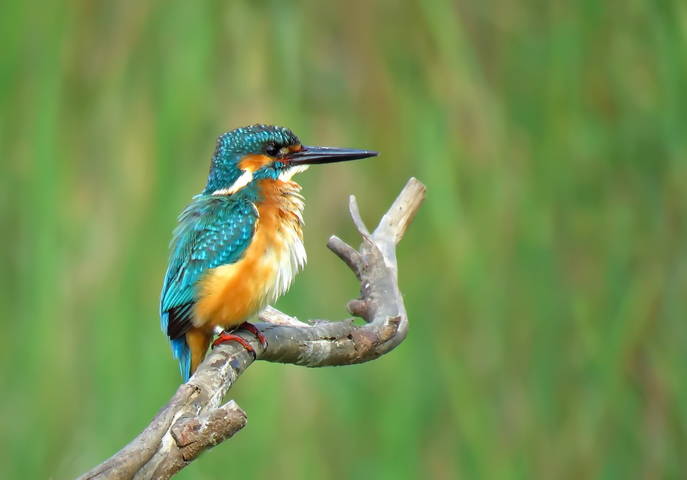 Обыкновенный зимородок ((Common Kingfisher)