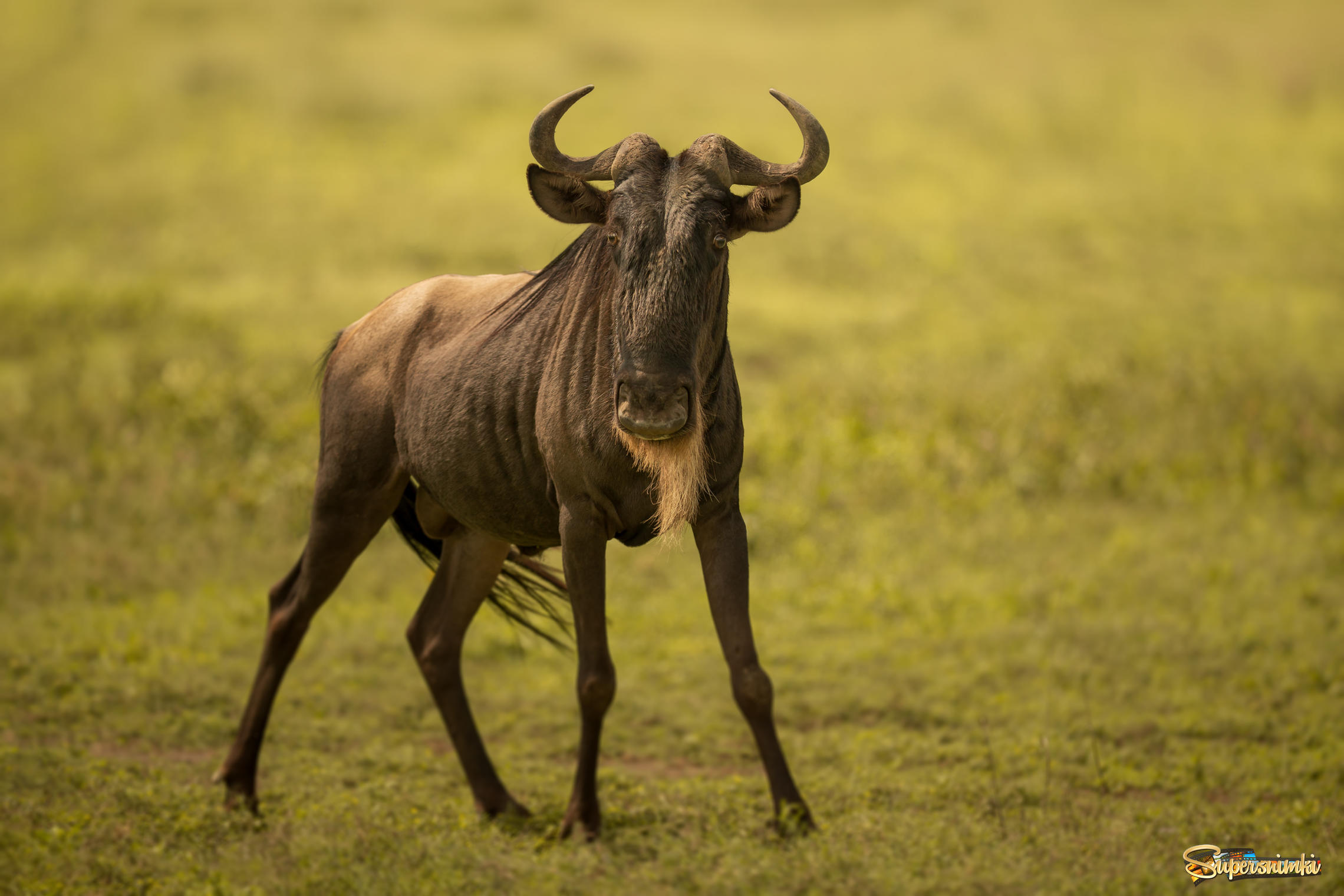 Сайт гну. Антилопа гну. Африканская антилопа гну. Антилопа гну самец. Черная антилопа гну.