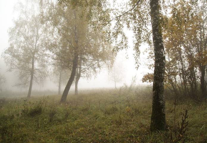 Осень туманная