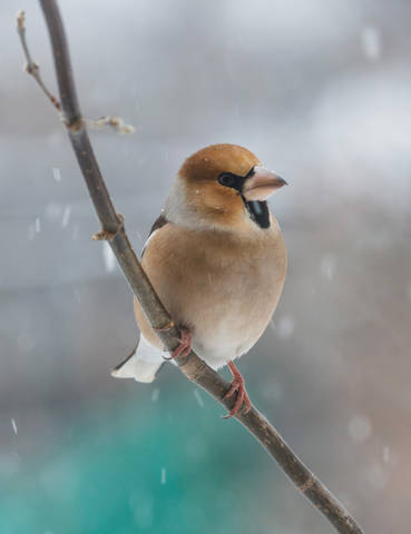 Мои обитатели