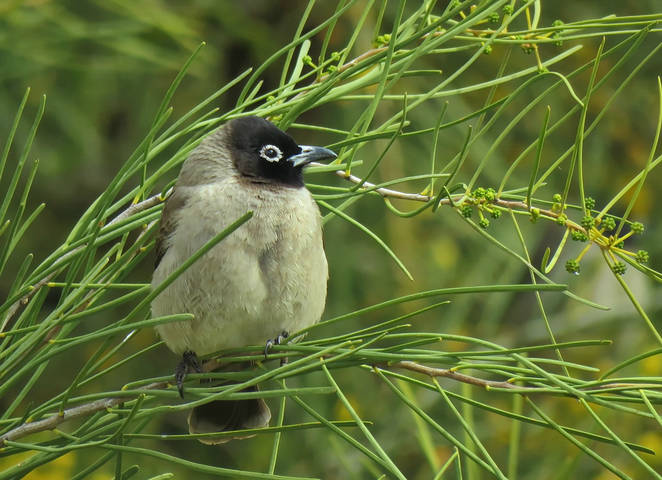 Бюльбюль желтопоясничный (Pycnonotus xanthopygos)